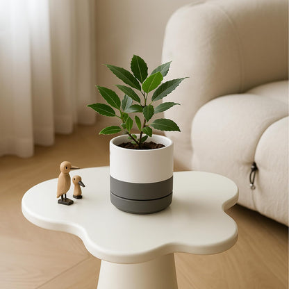 D'vine Dev 6.5 Inch Ceramic Planter Pot with Drainage Hole and Saucer, Indoor Cylinder Round Planter Pot, Olive, 94-O-C-J