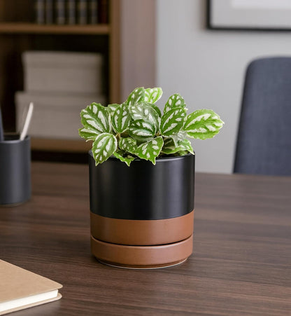 D'vine Dev 6.5 Inch Ceramic Planter Pot with Drainage Hole and Saucer, Indoor Cylinder Round Planter Pot, Olive, 94-O-C-J