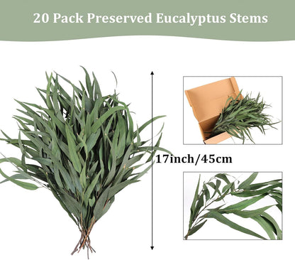 Real Eucalyptus Stems 20PCS Dried Preserved Fresh Eucalyptus Silver Dollar Leaves for Shower - Greenery Branches for Wedding Home Party Vase Filler Spring Decor