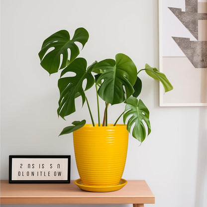 Ceramic Pots for Plants - 6 Inch Plant Pot with Drainage Hole and Saucer, Round Planters for Indoor Outdoor, Flower Pots, Modern Planter, Home Office Room Decor, Gifts for Plant Lovers, White