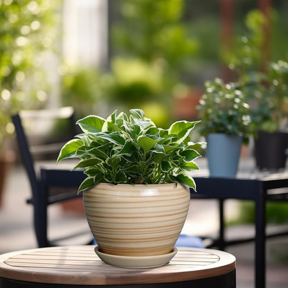 Ceramic Modern Glaze Succulent Planter Pot with Drainage Hole and Saucer 6 Inch Round Flower Plant Pot for Indoor Outdoor Herb Snake Plants