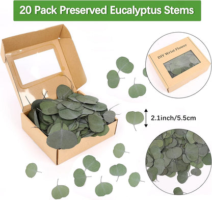 Real Eucalyptus Stems 20PCS Dried Preserved Fresh Eucalyptus Silver Dollar Leaves for Shower - Greenery Branches for Wedding Home Party Vase Filler Spring Decor
