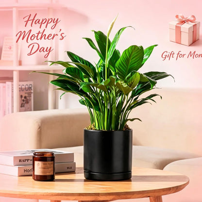 vancasso Ceramic Plant Pots, 3 Piece Planters for Indoor Plants, 4.25+5.25+6.25 Inch Flower Pots with Drainage, Plant Pots Indoor for Succulent, Pothos, Snake Plant and Money Tree, Etc (White)