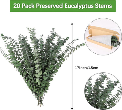 Real Eucalyptus Stems 20PCS Dried Preserved Fresh Eucalyptus Silver Dollar Leaves for Shower - Greenery Branches for Wedding Home Party Vase Filler Spring Decor