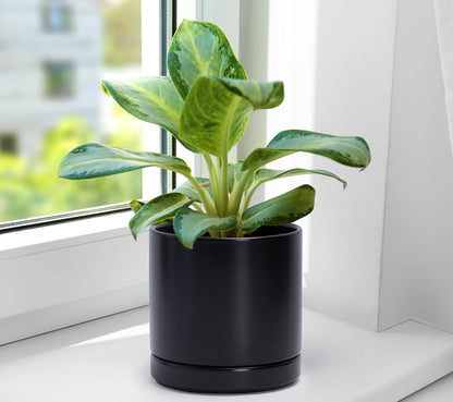 D'vine Dev Set of 2 Plants Pots, 6.5 Inch Ceramic Planter Pot for Plants with Drainage Hole and Saucer, White, 94-V-C-1