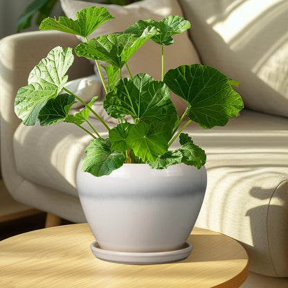 Ceramic Modern Glaze Succulent Planter Pot with Drainage Hole and Saucer 6 Inch Round Flower Plant Pot for Indoor Outdoor Herb Snake Plants