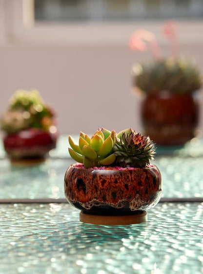 Cute Ceramic Succulent Garden Pots, Planter with Drainage and Attached Saucer, Set of 5 -Plants Not Included (Round)