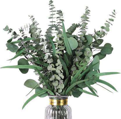Real Eucalyptus Stems 20PCS Dried Preserved Fresh Eucalyptus Silver Dollar Leaves for Shower - Greenery Branches for Wedding Home Party Vase Filler Spring Decor