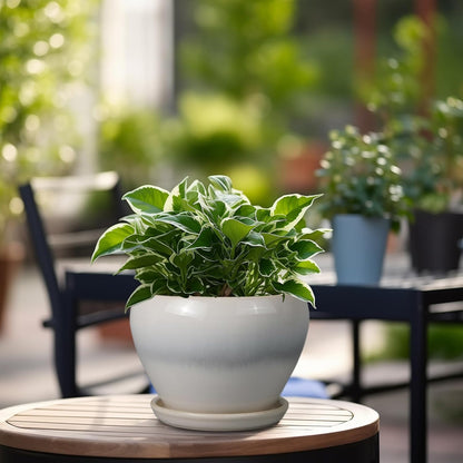 Ceramic Modern Glaze Succulent Planter Pot with Drainage Hole and Saucer 6 Inch Round Flower Plant Pot for Indoor Outdoor Herb Snake Plants