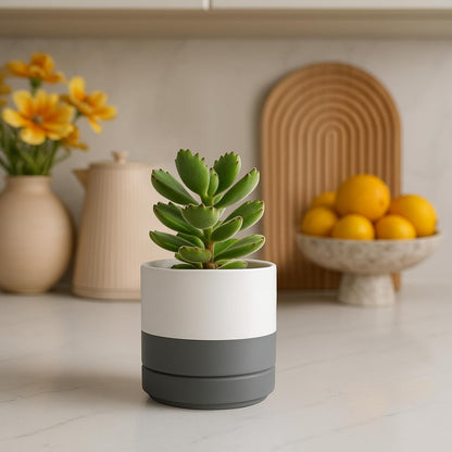 D'vine Dev Set of 2 Plants Pots, 6.5 Inch Ceramic Planter Pot for Plants with Drainage Hole and Saucer, White, 94-V-C-1
