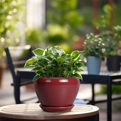 Ceramic Modern Glaze Succulent Planter Pot with Drainage Hole and Saucer 6 Inch Round Flower Plant Pot for Indoor Outdoor Herb Snake Plants