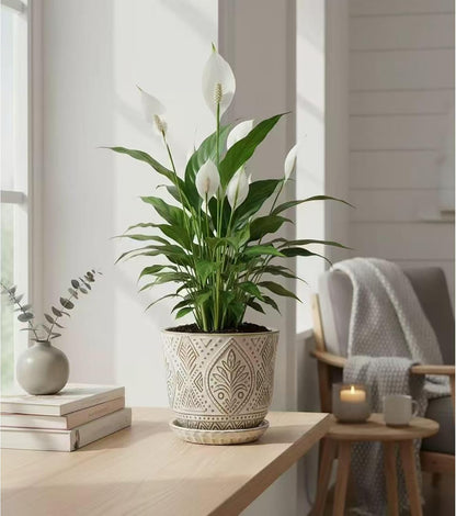 Gepege 6 Inch Beaded Ceramic Planter Set of 2 with Drainage Hole and Saucer for Plants, Indoor-Outdoor Large Round Succulent Orchid Flower Pot (Smoked Gray, Inner-pots not Larger Than 5 Inch)