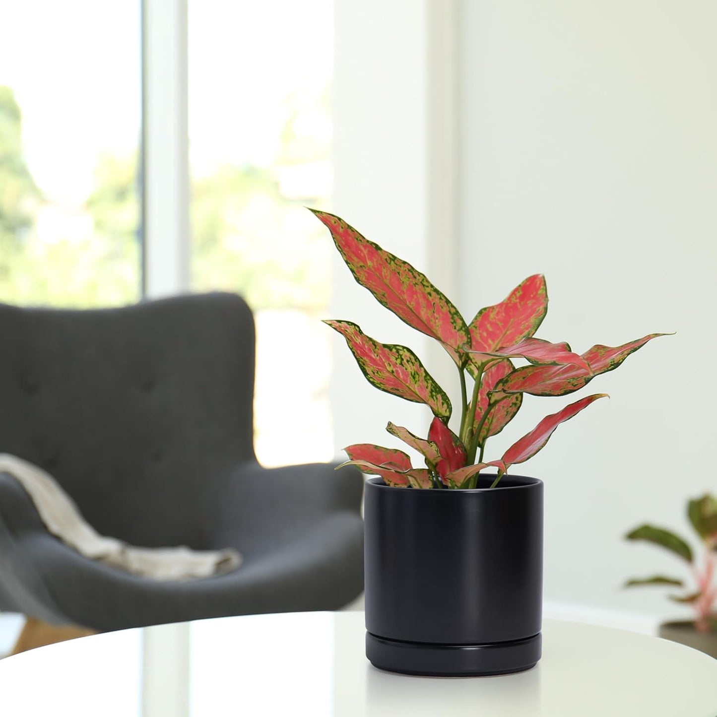 D'vine Dev 6.5 Inch Ceramic Planter Pot with Drainage Hole and Saucer, Indoor Cylinder Round Planter Pot, Olive, 94-O-C-J