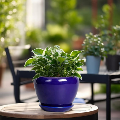 Ceramic Modern Glaze Succulent Planter Pot with Drainage Hole and Saucer 6 Inch Round Flower Plant Pot for Indoor Outdoor Herb Snake Plants