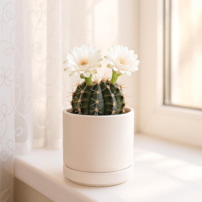 D'vine Dev Set of 2 Plants Pots, 6.5 Inch Ceramic Planter Pot for Plants with Drainage Hole and Saucer, White, 94-V-C-1