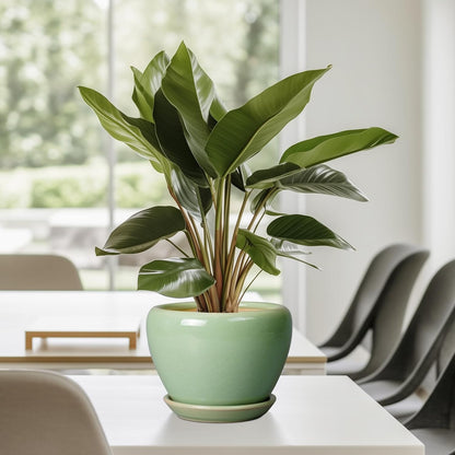 Ceramic Modern Glaze Succulent Planter Pot with Drainage Hole and Saucer 6 Inch Round Flower Plant Pot for Indoor Outdoor Herb Snake Plants