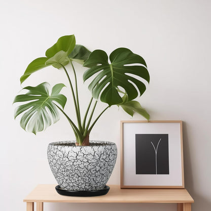 Ceramic Modern Glaze Succulent Planter Pot with Drainage Hole and Saucer 6 Inch Round Flower Plant Pot for Indoor Outdoor Herb Snake Plants
