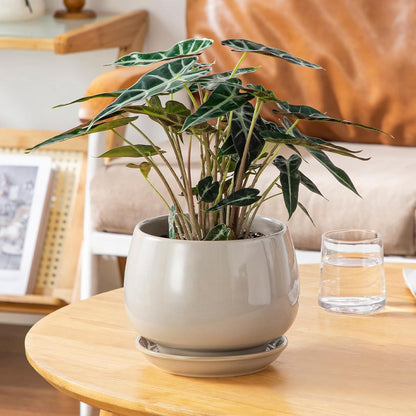 vancasso 3-Pack Ceramic Plant Pots, 3.7/4.8/6.2 Inch Indoor Planters with Saucers & Drainage Hole Planter pots for Indoor Plants and Flower, White