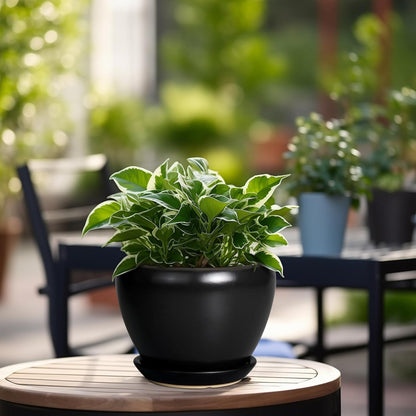 Ceramic Modern Glaze Succulent Planter Pot with Drainage Hole and Saucer 6 Inch Round Flower Plant Pot for Indoor Outdoor Herb Snake Plants