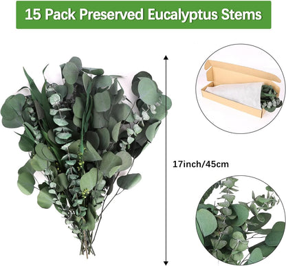 Real Eucalyptus Stems 20PCS Dried Preserved Fresh Eucalyptus Silver Dollar Leaves for Shower - Greenery Branches for Wedding Home Party Vase Filler Spring Decor
