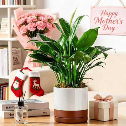 vancasso Ceramic Plant Pots, 3 Piece Planters for Indoor Plants, 4.25+5.25+6.25 Inch Flower Pots with Drainage, Plant Pots Indoor for Succulent, Pothos, Snake Plant and Money Tree, Etc (White)