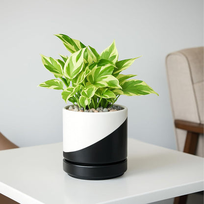 D'vine Dev 6.5 Inch Ceramic Planter Pot with Drainage Hole and Saucer, Indoor Cylinder Round Planter Pot, Olive, 94-O-C-J