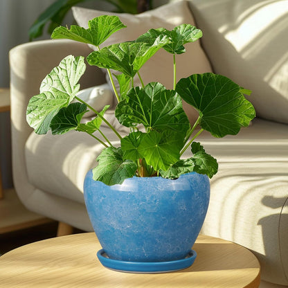 Ceramic Modern Glaze Succulent Planter Pot with Drainage Hole and Saucer 6 Inch Round Flower Plant Pot for Indoor Outdoor Herb Snake Plants
