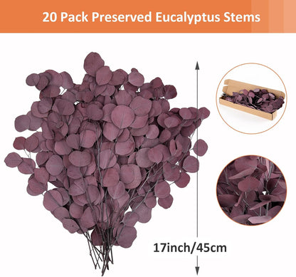 Real Eucalyptus Stems 20PCS Dried Preserved Fresh Eucalyptus Silver Dollar Leaves for Shower - Greenery Branches for Wedding Home Party Vase Filler Spring Decor