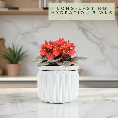 6 Inch African Violet Pots Self Watering, Ceramic Planter with Water Reservoir and Fill Lines, 4 Inch Opening, Indoor Flower Pot, Holds 3 Weeks of Water (2 Pack White)