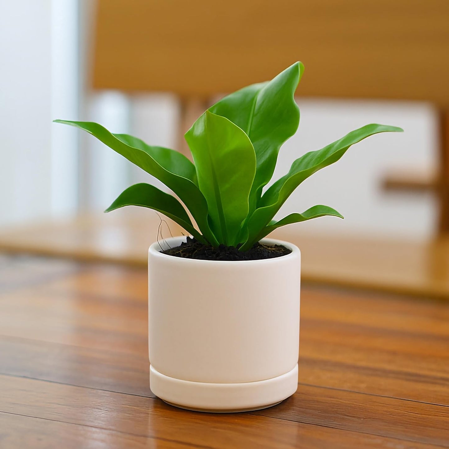 D'vine Dev Set of 2 Plants Pots, 6.5 Inch Ceramic Planter Pot for Plants with Drainage Hole and Saucer, White, 94-V-C-1