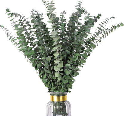Real Eucalyptus Stems 20PCS Dried Preserved Fresh Eucalyptus Silver Dollar Leaves for Shower - Greenery Branches for Wedding Home Party Vase Filler Spring Decor