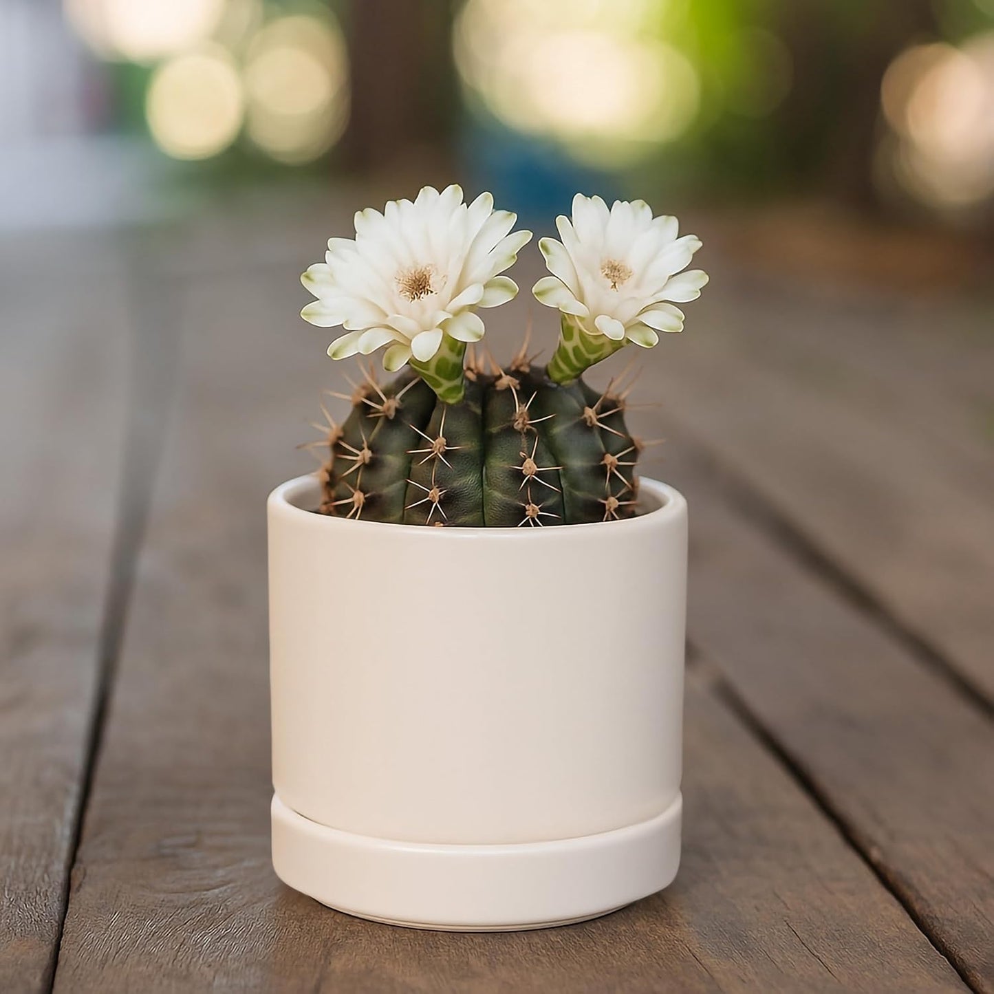 D'vine Dev Set of 2 Plants Pots, 6.5 Inch Ceramic Planter Pot for Plants with Drainage Hole and Saucer, White, 94-V-C-1