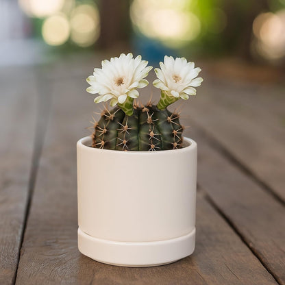D'vine Dev Set of 2 Plants Pots, 6.5 Inch Ceramic Planter Pot for Plants with Drainage Hole and Saucer, White, 94-V-C-1