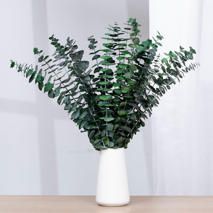 Tavkite 16 Pcs Dried Eucalyptus Stems, 17'' Natural Fresh Eucalyptus Leaves Branches Hanging for Shower, Preserved Real Plant Live Greenery for Home SPA Wall Bathroom Wedding Party Vase Decor