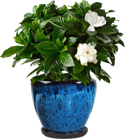 Ceramic Plant Pots with Saucer, 6 inch Glaze Planters for Indoor Plants with Drainage Holes, Decorative Small Flower Pots Outdoor, Modern Succulent Pots for Home Room Decor