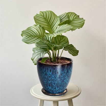 10 Inch Ceramic Planter Pot Round Plant Pot for Indoor Plants Outdoor Large Flower Pot with Drainage Hole and Saucer Blue