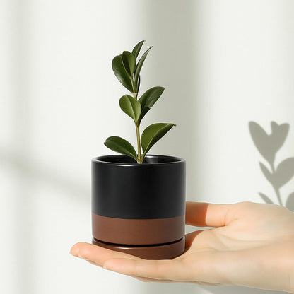 D'vine Dev Set of 2 Plants Pots, 6.5 Inch Ceramic Planter Pot for Plants with Drainage Hole and Saucer, White, 94-V-C-1