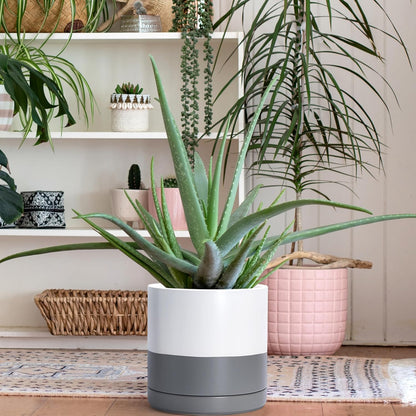 D'vine Dev Set of 2 Plants Pots, 6.5 Inch Ceramic Planter Pot for Plants with Drainage Hole and Saucer, White, 94-V-C-1
