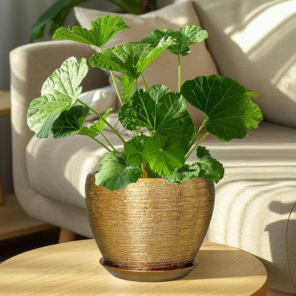 Ceramic Modern Glaze Succulent Planter Pot with Drainage Hole and Saucer 6 Inch Round Flower Plant Pot for Indoor Outdoor Herb Snake Plants