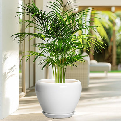 Ceramic Modern Glaze Succulent Planter Pot with Drainage Hole and Saucer 6 Inch Round Flower Plant Pot for Indoor Outdoor Herb Snake Plants