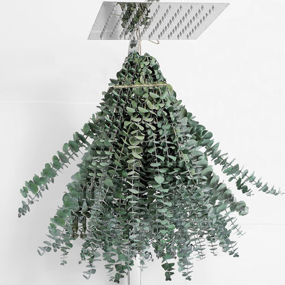 10 Pcs Dried Eucalyptus Stems 17" Real Eucalyptus for Shower Hanging 100% Made from Fresh Leaves, Wedding, Home, Farmhouse, DIY Spring Decor Bathroom Decor Home Decor