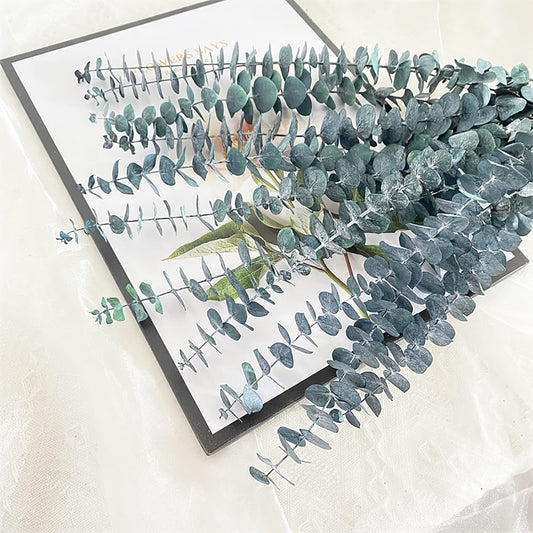 Eucalyptus for Shower 10 Pcs Hanging Dried Eucalyptu Stems 17" Real Eucalyptus Bundle 100% Made from Fresh Eucalyptu Wedding Decor Home Decor Farmhouse Room Decor DIY Artificial Plants Flowers