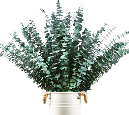 48 Pcs Large Dried Eucalyptus Stems - Natural Eucalyptus Branches for Shower Hanging, 17" Preserved Plants Steam Shower for Women and Men, Relaxation Set, Mother's Day
