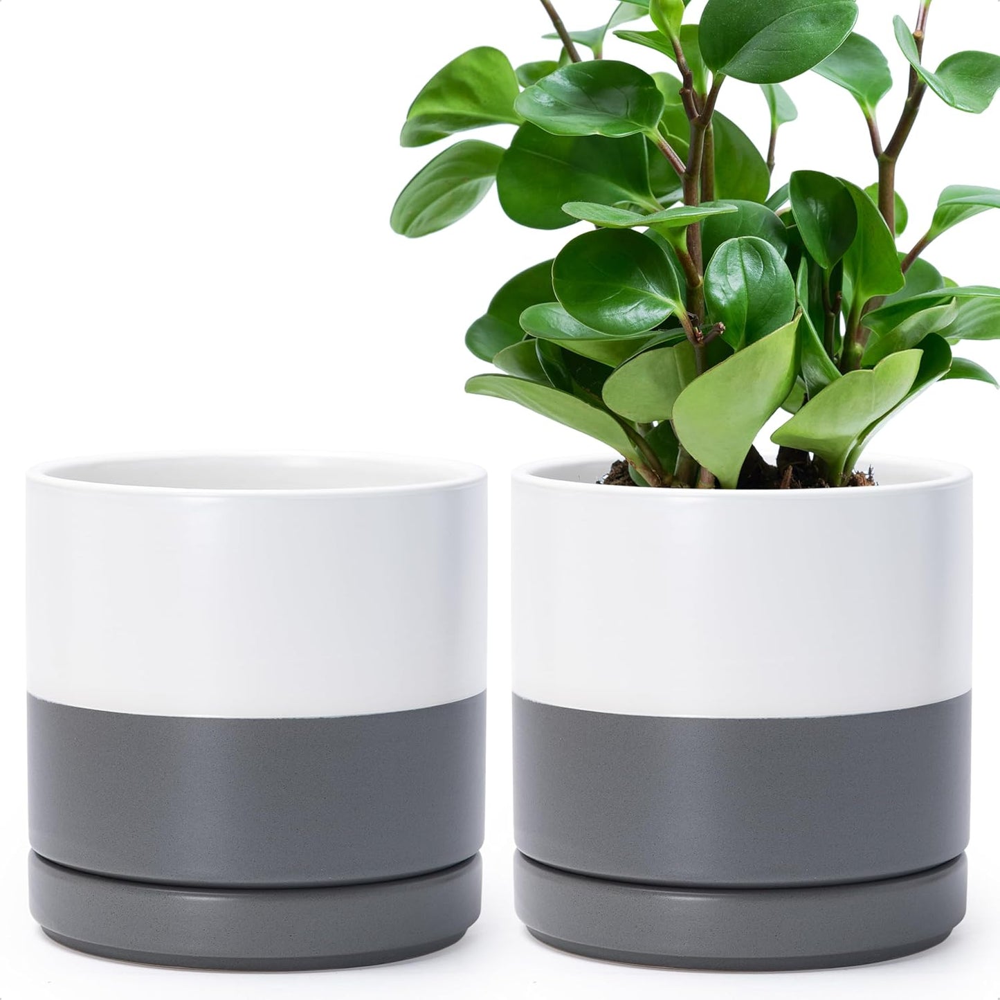 D'vine Dev Set of 2 Plants Pots, 6.5 Inch Ceramic Planter Pot for Plants with Drainage Hole and Saucer, White, 94-V-C-1