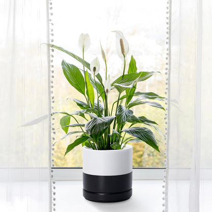 D'vine Dev 6.5 Inch Ceramic Planter Pot with Drainage Hole and Saucer, Indoor Cylinder Round Planter Pot, Olive, 94-O-C-J