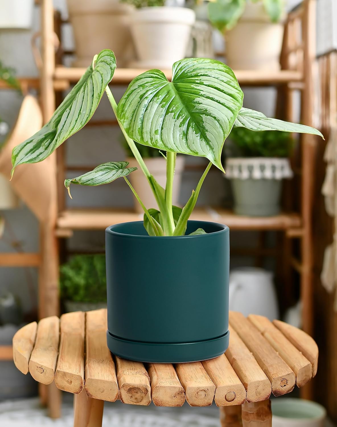 D'vine Dev 6.5 Inch Ceramic Planter Pot with Drainage Hole and Saucer, Indoor Cylinder Round Planter Pot, Olive, 94-O-C-J