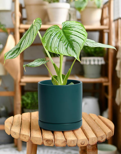 D'vine Dev 6.5 Inch Ceramic Planter Pot with Drainage Hole and Saucer, Indoor Cylinder Round Planter Pot, Olive, 94-O-C-J