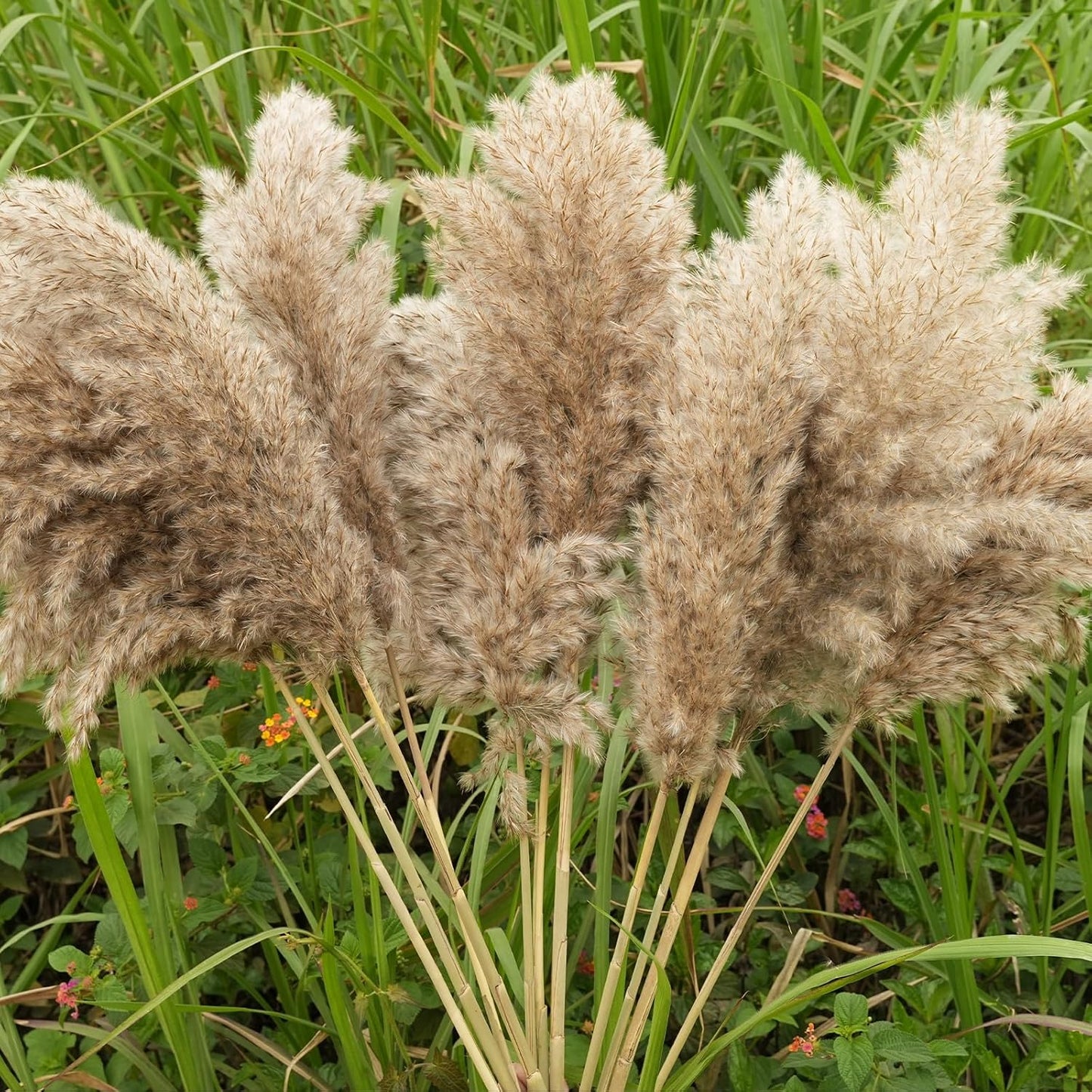 Pampas Grass Decor, Natural Dry Pampas Grass Small, Short Pampass Bulk for Farmhouse, Wall, Kitchen, Bedroom Decor, Office Decor (17 inch )