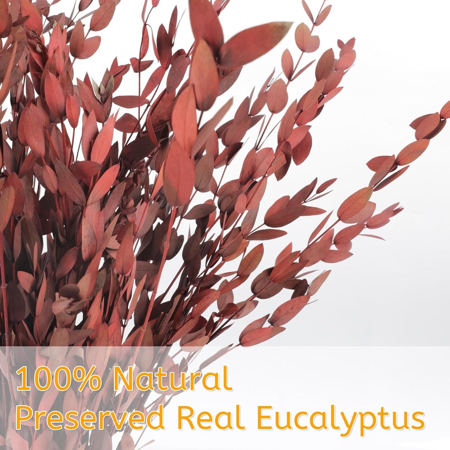 Real Eucalyptus Stems 20PCS Dried Preserved Fresh Eucalyptus Silver Dollar Leaves for Shower - Greenery Branches for Wedding Home Party Vase Filler Spring Decor