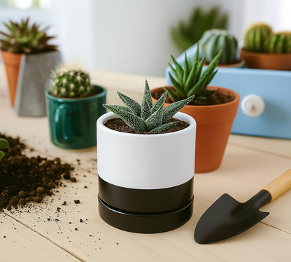 D'vine Dev 6.5 Inch Ceramic Planter Pot with Drainage Hole and Saucer, Indoor Cylinder Round Planter Pot, Olive, 94-O-C-J